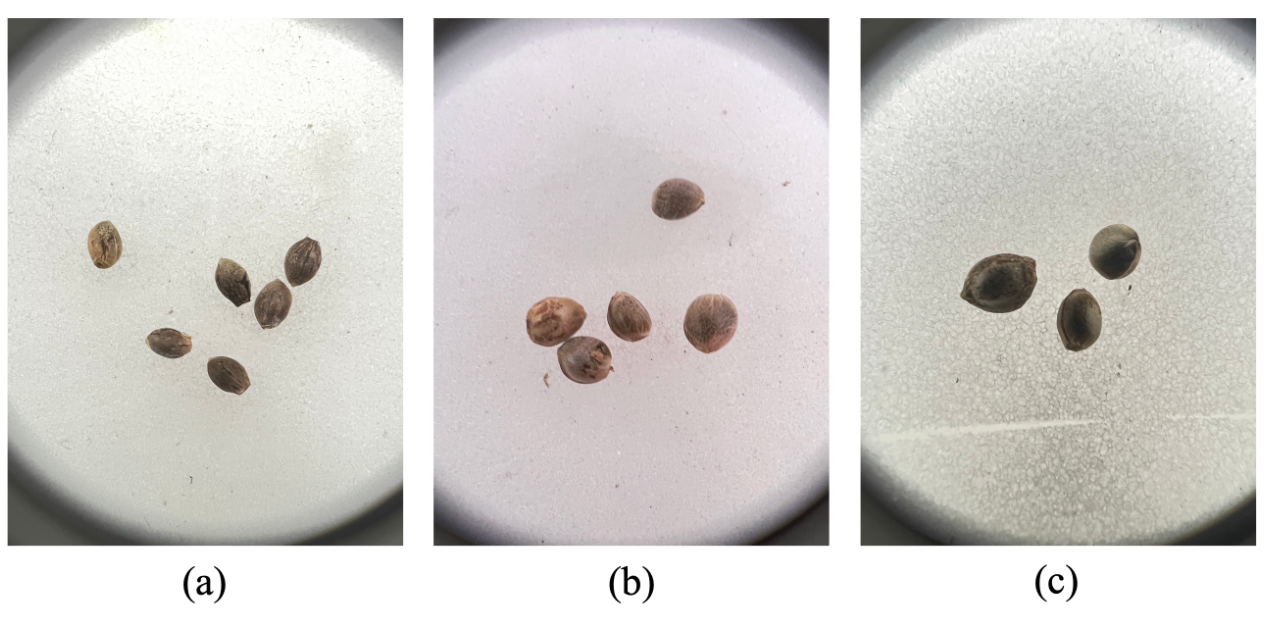 Cannabis Seed Variant Detection