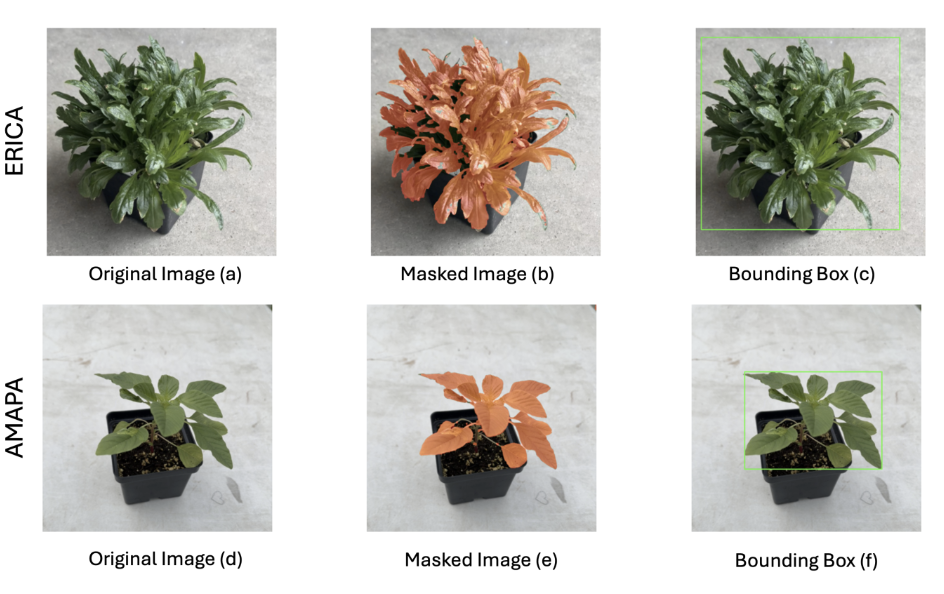 Weed Growth Stage Detection